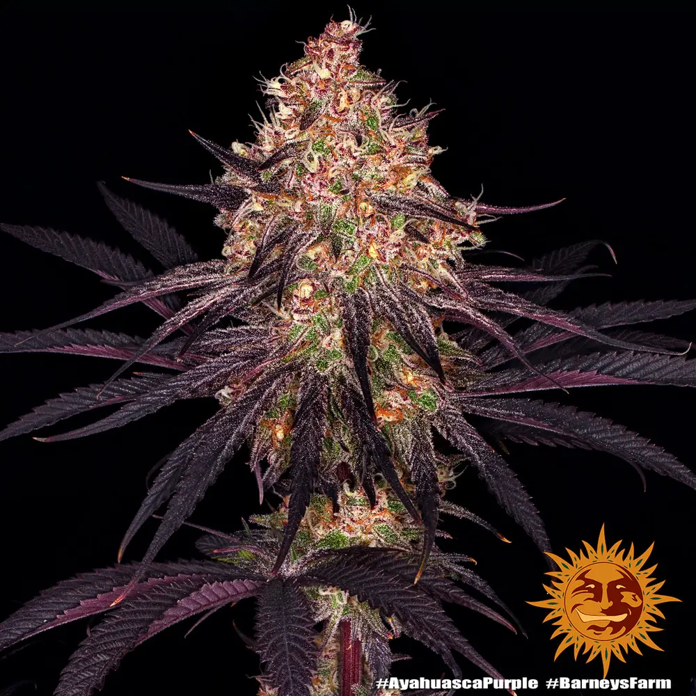 Semilla de marihuana Ayahuasca Purple de Barneys Farm - Foto 5