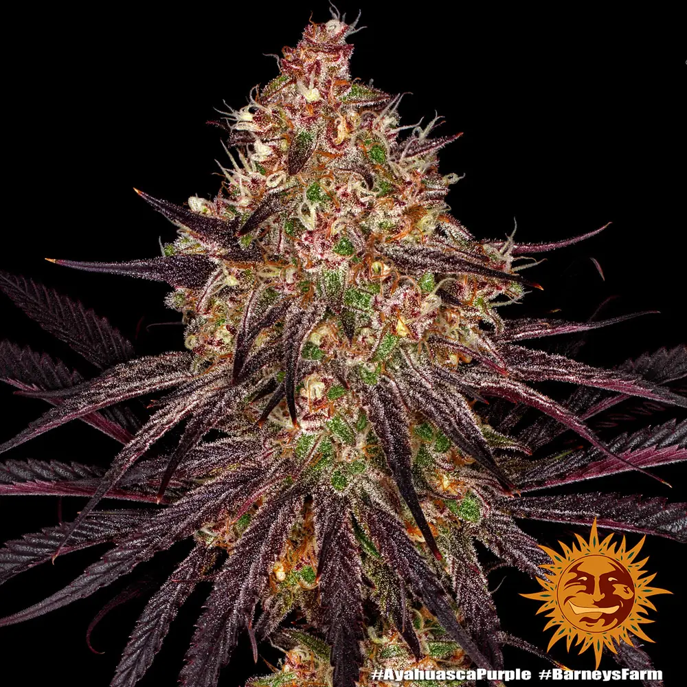 Semilla de marihuana Ayahuasca Purple de Barneys Farm - Foto 10
