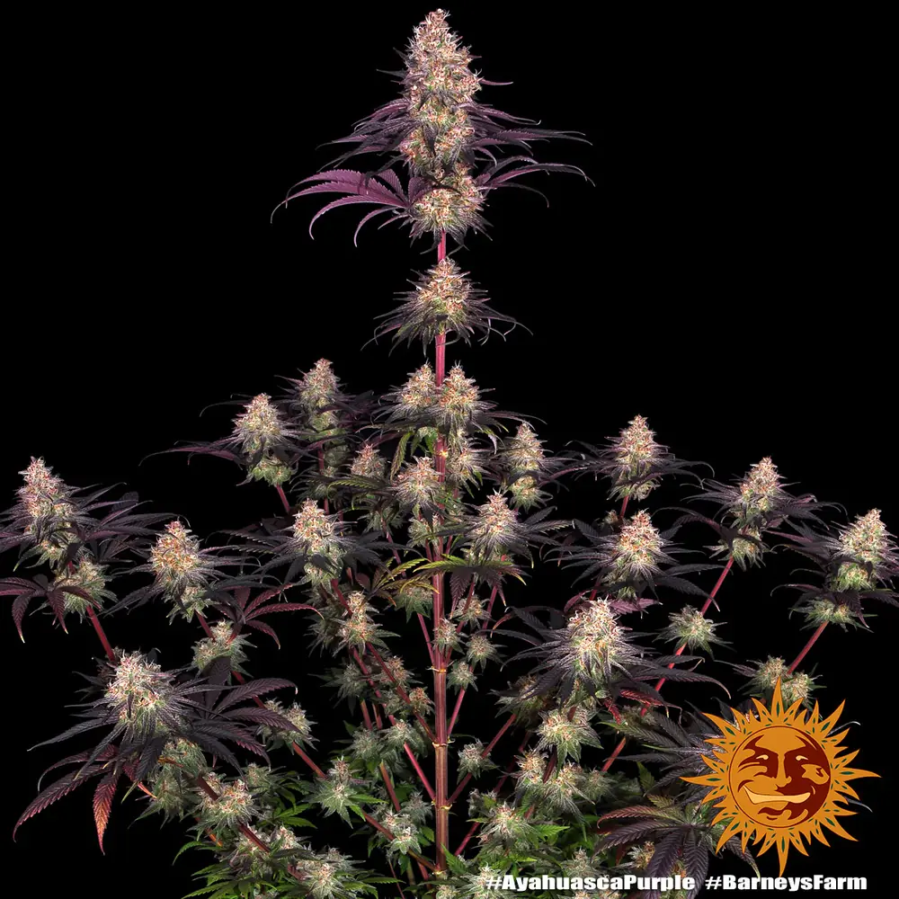 Semilla de marihuana Ayahuasca Purple de Barneys Farm - Foto 11