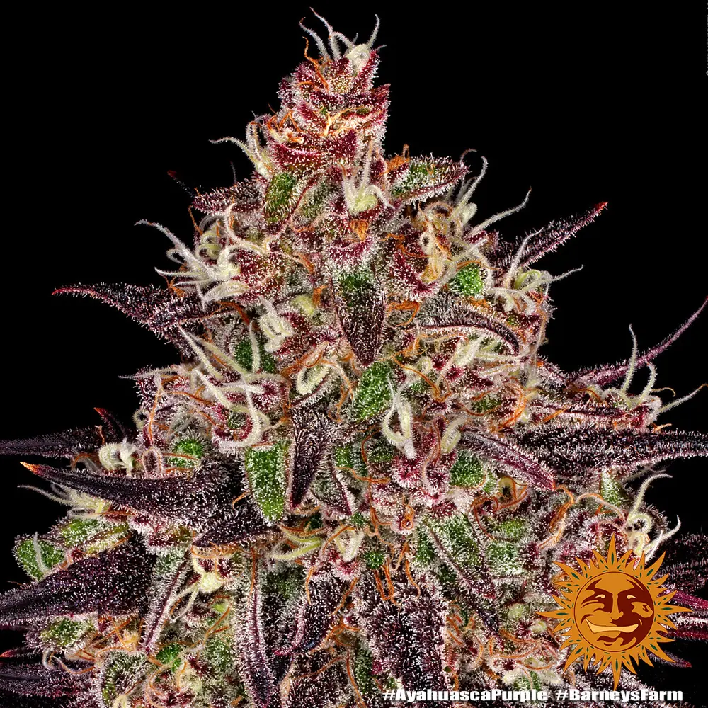Semilla de marihuana Ayahuasca Purple de Barneys Farm - Foto 7