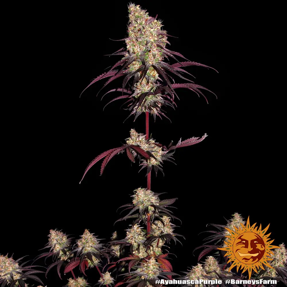 Semilla de marihuana Ayahuasca Purple de Barneys Farm - Foto 6