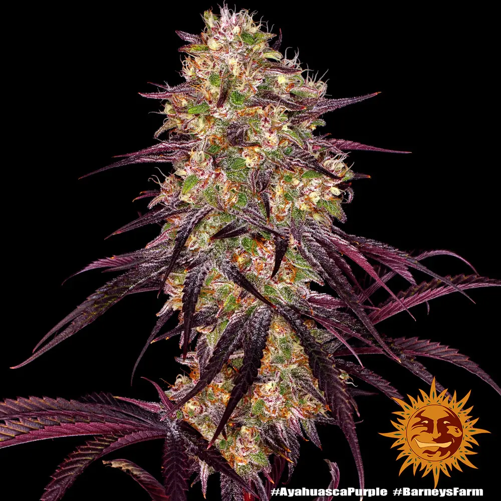 Semilla de marihuana Ayahuasca Purple de Barneys Farm - Foto 3