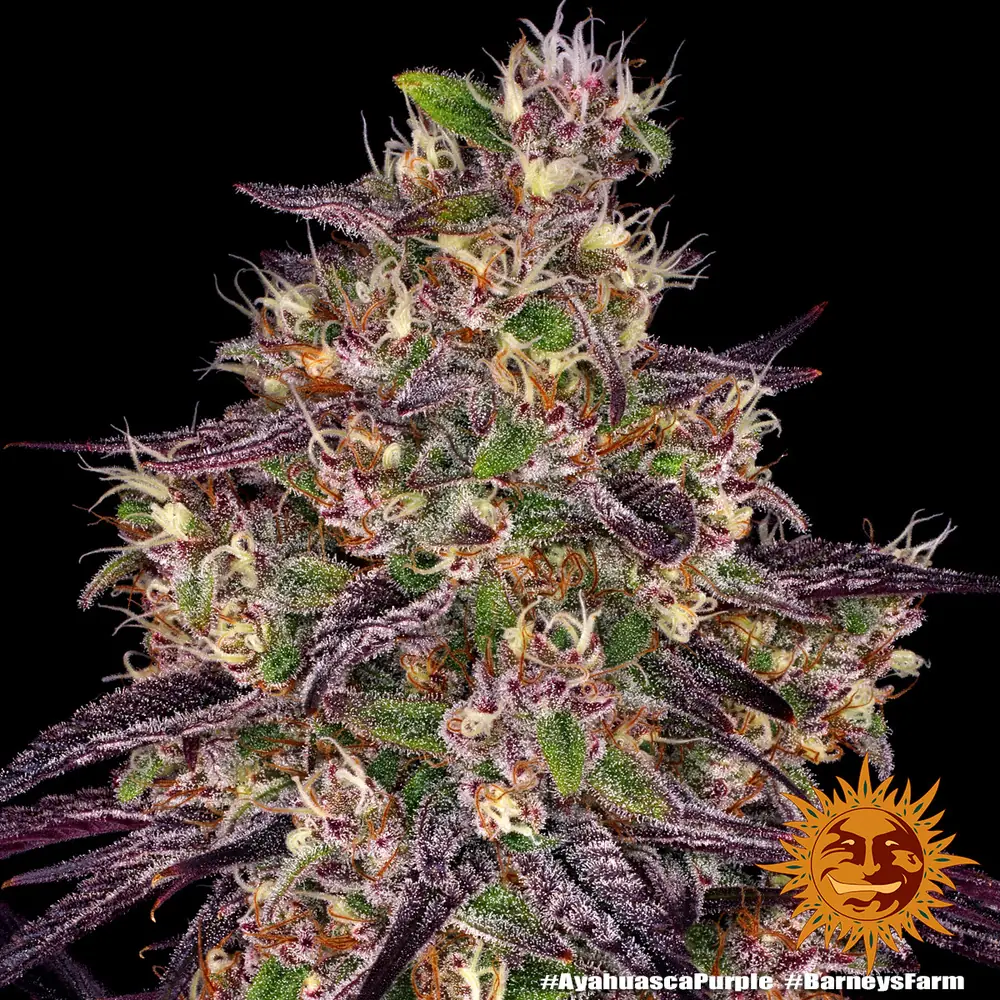 Semilla de marihuana Ayahuasca Purple de Barneys Farm - Foto 9