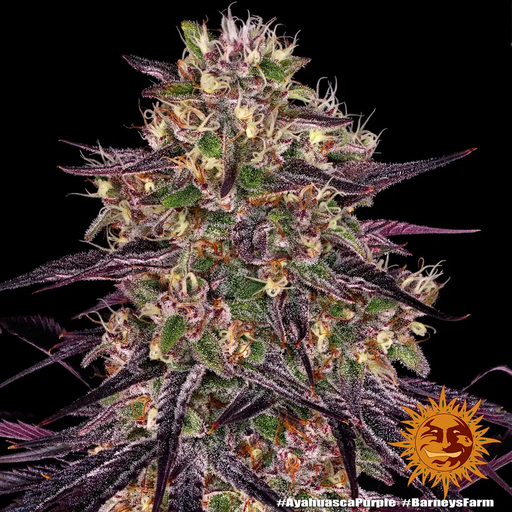 Semilla de marihuana Ayahuasca Purple de Barneys Farm - Foto 4