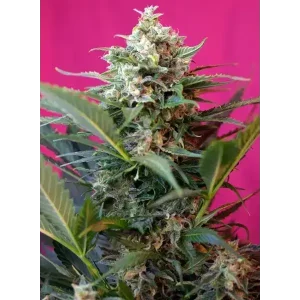 Semilla de marihuana Big Devil Xl Auto de Sweet Seeds - Foto 1