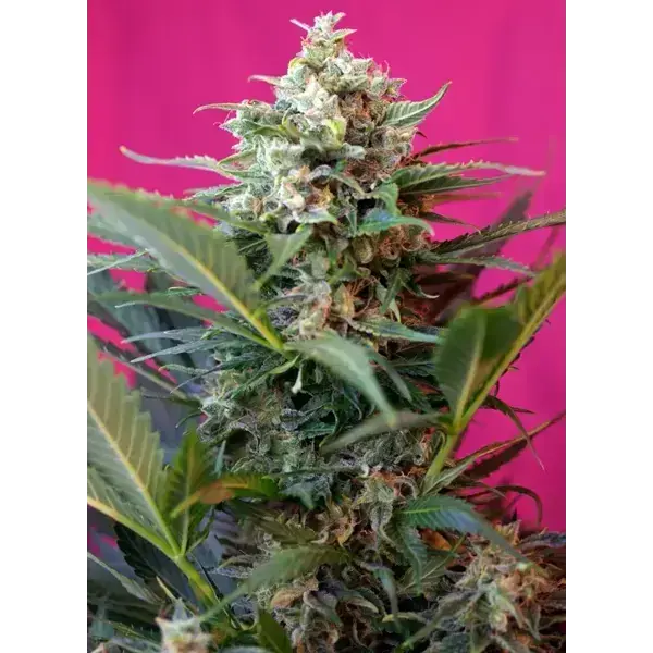 Semilla de marihuana Big Devil Xl Auto de Sweet Seeds - Foto 1