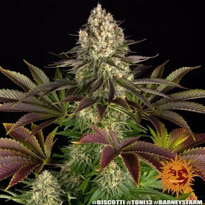 Semilla de marihuana Biscotti de Barneys Farm - Foto 1