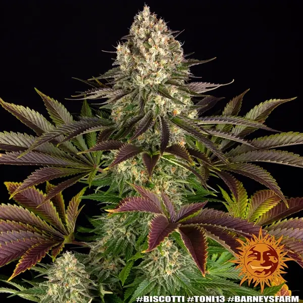 Semilla de marihuana Biscotti de Barneys Farm - Foto 1