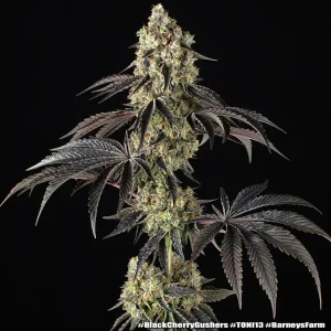 Semilla de marihuana Black Cherry Gushers de Barneys Farm - Foto 1