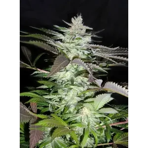Semilla de marihuana Black Jack FEM de Sweet Seeds - Foto 1