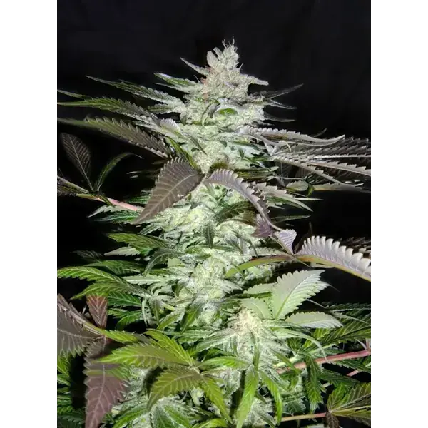 Semilla de marihuana Black Jack FEM de Sweet Seeds - Foto 1