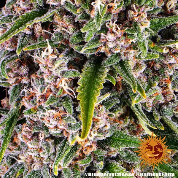 Semilla de marihuana Blue Cheese de Barneys Farm - Foto 2