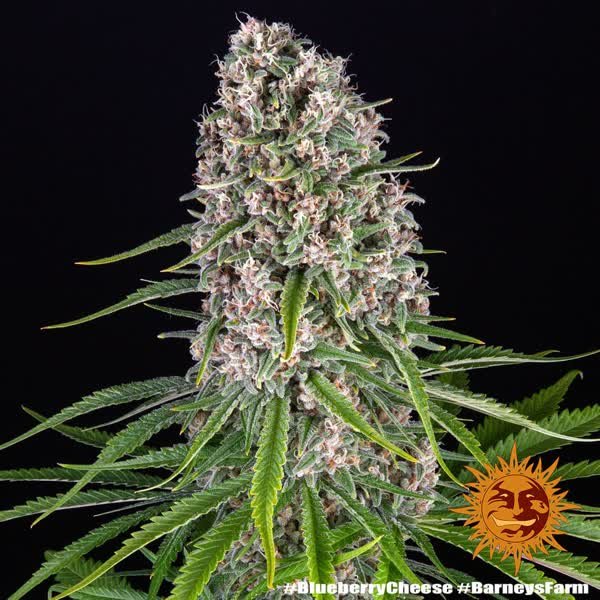 Semilla de marihuana Blue Cheese de Barneys Farm - Foto 5