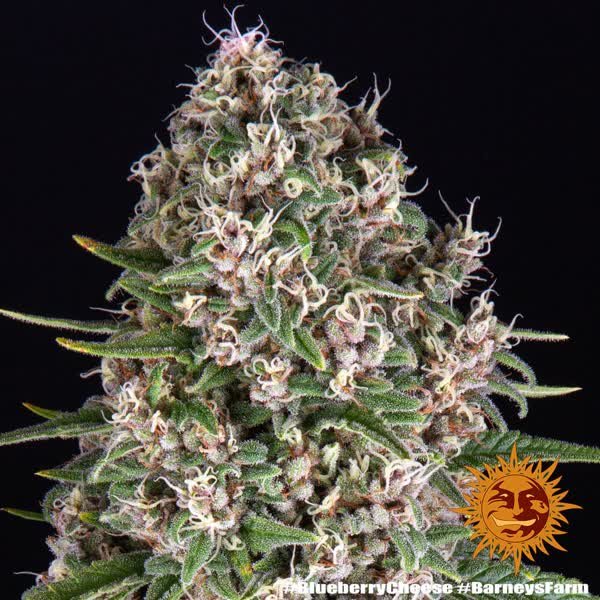 Semilla de marihuana Blue Cheese de Barneys Farm - Foto 6
