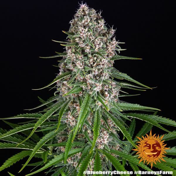 Semilla de marihuana Blue Cheese de Barneys Farm - Foto 4