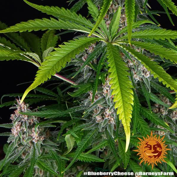 Semilla de marihuana Blue Cheese de Barneys Farm - Foto 3