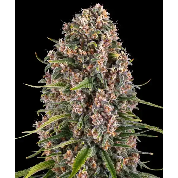 Semilla de marihuana Blue Cheese de Barneys Farm - Foto 1