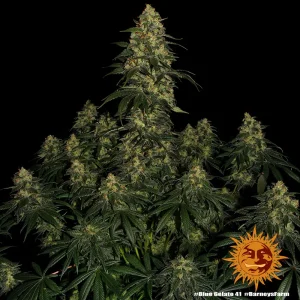 Semilla de marihuana Blue Gelato 41 de Barneys Farm - Foto 1