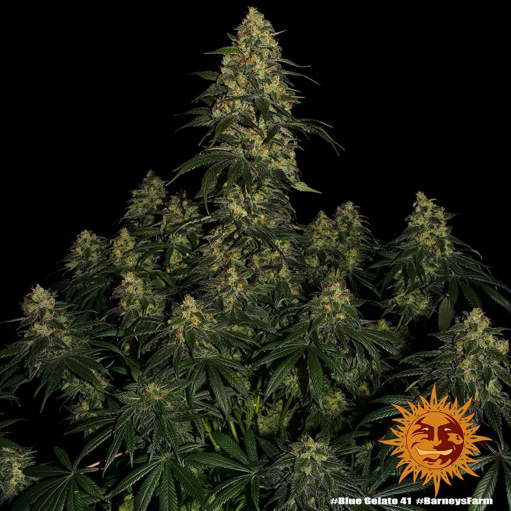 Semilla de marihuana Blue Gelato 41 de Barneys Farm - Foto 1