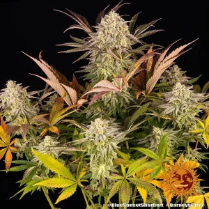 Semilla de marihuana Blue Sunset Sherbert de Barneys Farm - Foto 1