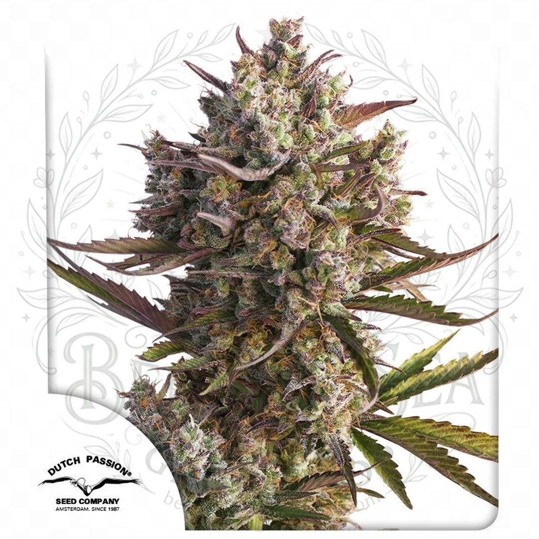 Blueberry Auto Dutch Passion: cogollo de Blueberry Auto con la marca de agua de Bendita Sea
