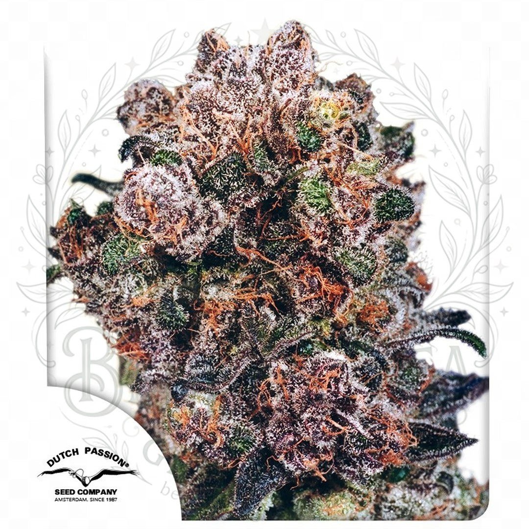 Blueberry Dutch Passion: cogollo de Blueberry con la marca de agua de Bendita Sea