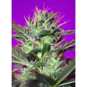 Semilla de marihuana Botafumeiros FEM de Sweet Seeds - Foto 1