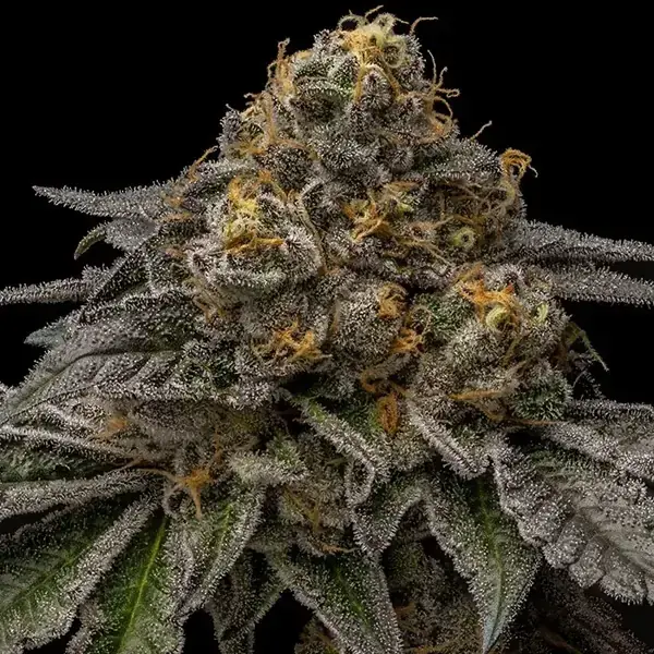 Semilla de marihuana Break Pad Breath de Ripper Seeds - Foto 3