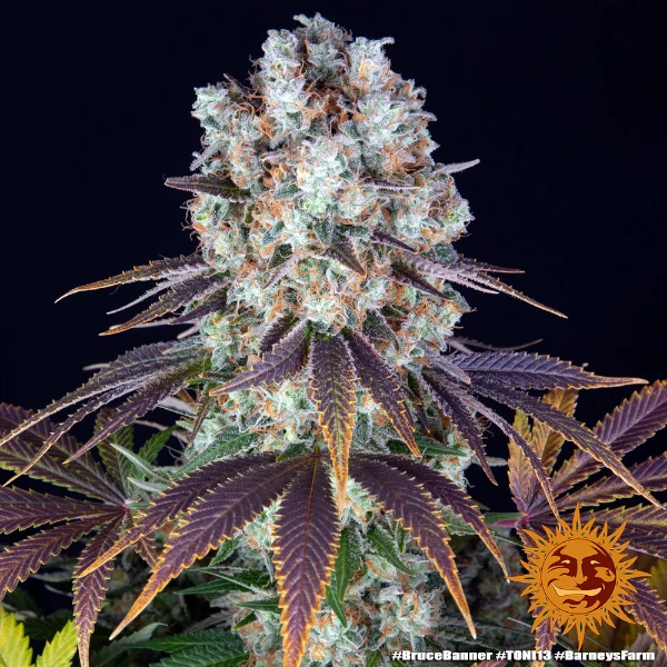 Semilla de marihuana Bruce Banner de Barneys Farm - Foto 4