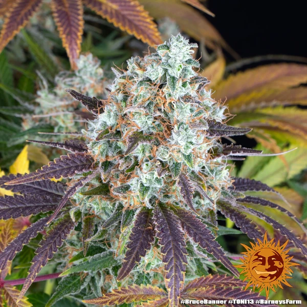 Semilla de marihuana Bruce Banner de Barneys Farm - Foto 3