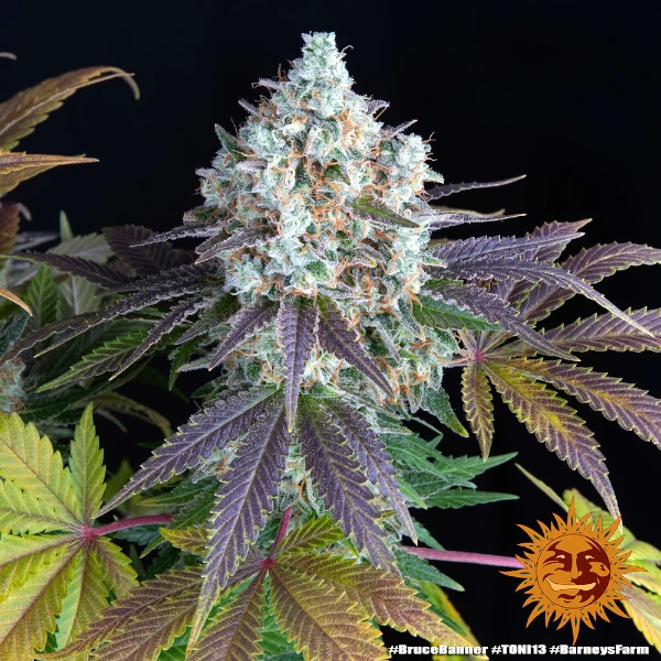 Semilla de marihuana Bruce Banner de Barneys Farm - Foto 1