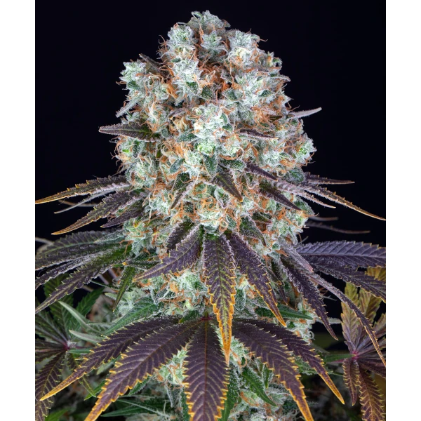 Semilla de marihuana Bruce Banner de Barneys Farm - Foto 2