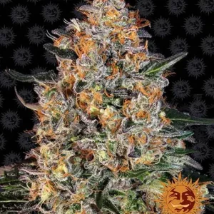Semilla de marihuana Bubba Kush de Barneys Farm - Foto 1