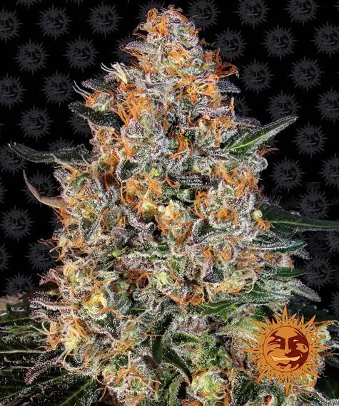 Semilla de marihuana Bubba Kush de Barneys Farm - Foto 1