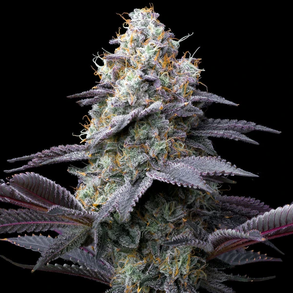 Semilla de marihuana Bubblegum Gelato de Barneys Farm - Foto 1