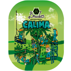 Semilla de marihuana Calima de Breeders - Foto 1