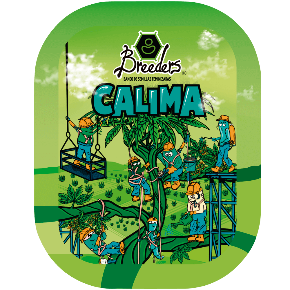 Semilla de marihuana Calima de Breeders - Foto 1