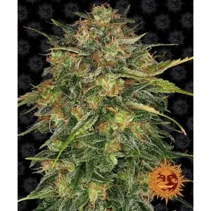 cheese