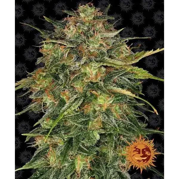Semilla de marihuana cheese de Barneys Farm - Foto 1