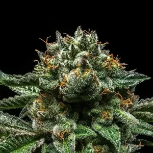 Semilla de marihuana Chempie de Ripper Seeds - Foto 1