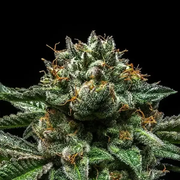 Semilla de marihuana Chempie de Ripper Seeds - Foto 1