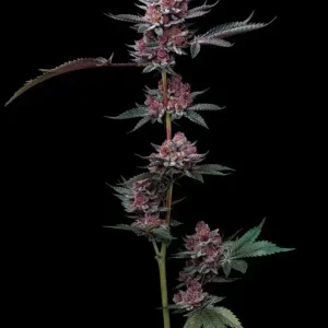Semilla de marihuana Cherry Poppers de Barneys Farm - Foto 1