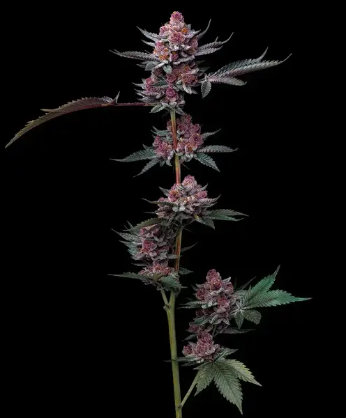 Semilla de marihuana Cherry Poppers de Barneys Farm - Foto 1