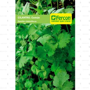 Cilantro