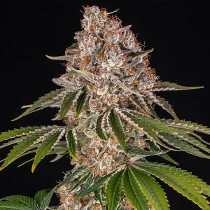 Semilla de marihuana Cookies Casket de Barneys Farm - Foto 1