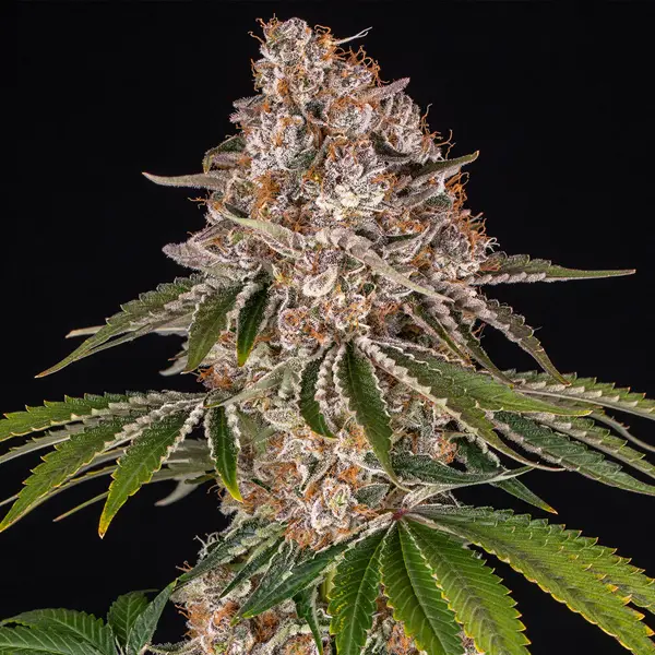 Semilla de marihuana Cookies Casket de Barneys Farm - Foto 1