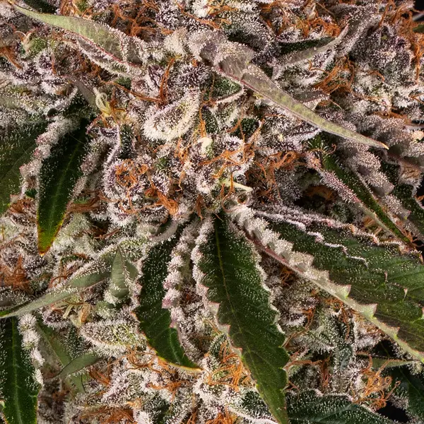 Semilla de marihuana Cookies Casket de Barneys Farm - Foto 2