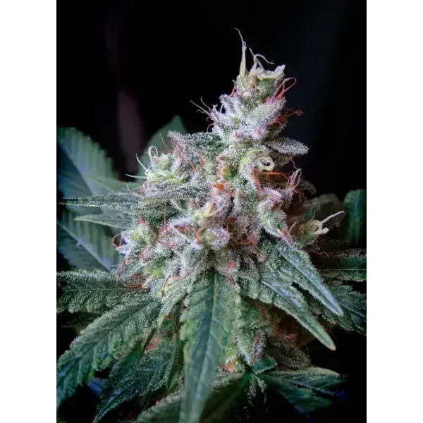 Semilla de marihuana Cream Caramel de Sweet Seeds - Foto 1