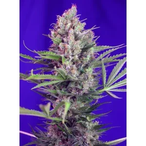 Semilla de marihuana Cream Mandarine F1 de Sweet Seeds - Foto 1