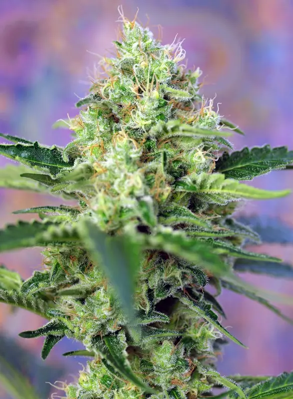 Semilla de marihuana Cristal Candy Fem de Sweet Seeds - Foto 2